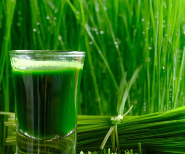 High Uric Acid को कंट्रोल करने में असरदार है व्हीटग्रास जूस, बस जान लें